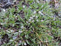 Salix cascadensis