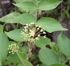 Aralia humilis