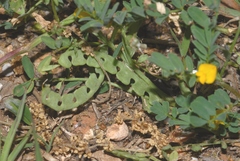 Hippocrepis unisiliquosa