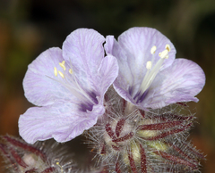 Phacelia vallis-mortae
