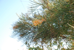 Grevillea pteridifolia