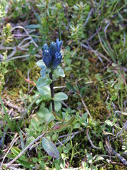 Gentiana glauca