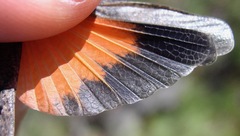 Arphia pseudonietana