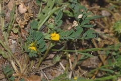 Hippocrepis unisiliquosa