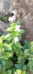 Asystasia gangetica