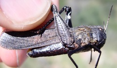 Arphia pseudonietana