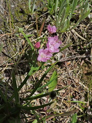 Kalmia microphylla