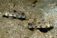 Signigobius biocellatus