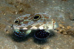 Signigobius biocellatus