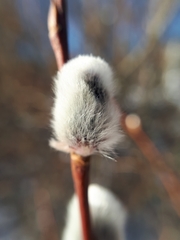 Salix