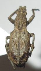 Microcerus