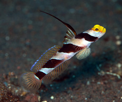 Stonogobiops nematodes