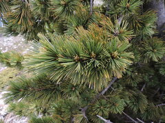 Pinus albicaulis