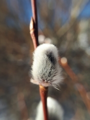 Salix
