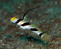 Stonogobiops nematodes