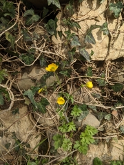 Ranunculus