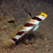 Black-rayed Shrimpgoby - Photo (c) uwkwaj, some rights reserved (CC BY-NC), uploaded by uwkwaj