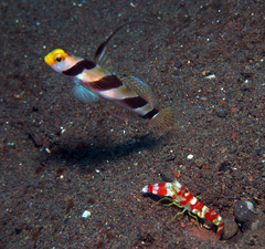 Stonogobiops nematodes