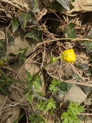 Ranunculus