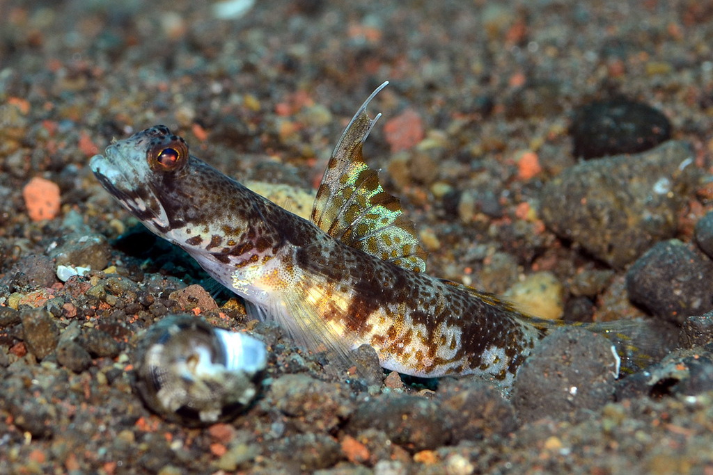 Allen's shrimpgoby (Tomiyamichthys alleni) — Gobiidae