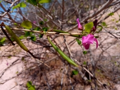 Indigofera dionaeifolia image