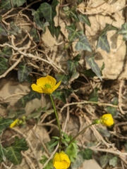 Ranunculus
