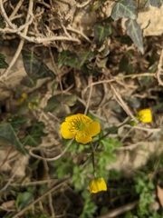 Ranunculus