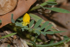 Hippocrepis unisiliquosa