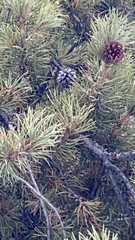 Pinus mugo