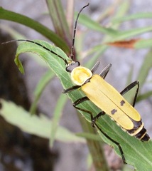 Chauliognathus misellus
