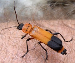 Chauliognathus profundus