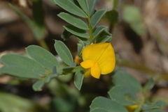 Hippocrepis unisiliquosa