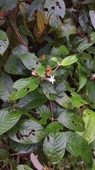 Sabicea cinerea