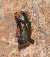 Strepsiptera