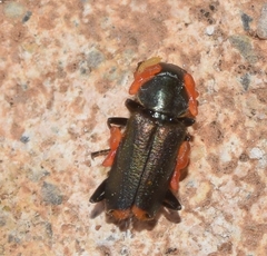 Strepsiptera