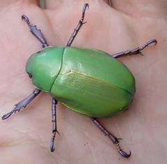 Chrysina beyeri