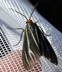 Ctenucha venosa