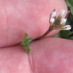 Cardamine hirsuta