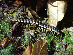 Nyssodesmus python