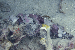 Scorpaenopsis oxycephalus