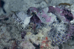 Scorpaenopsis oxycephalus