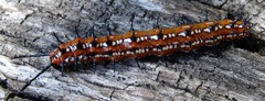 Euptoieta claudia