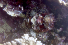 Scorpaenopsis oxycephalus