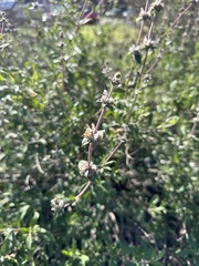 Salvia mellifera