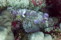 Scorpaenopsis oxycephalus