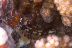 Sebastapistes cyanostigma