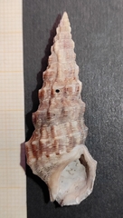 Cerithium alucastrum