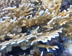 Sebastapistes cyanostigma