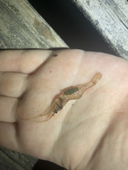 Palaemon kadiakensis