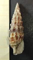 Cerithium alucastrum